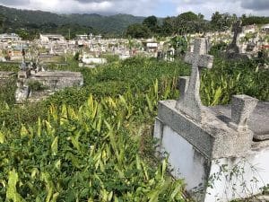 vegetación extremadamente crecida en cementerio